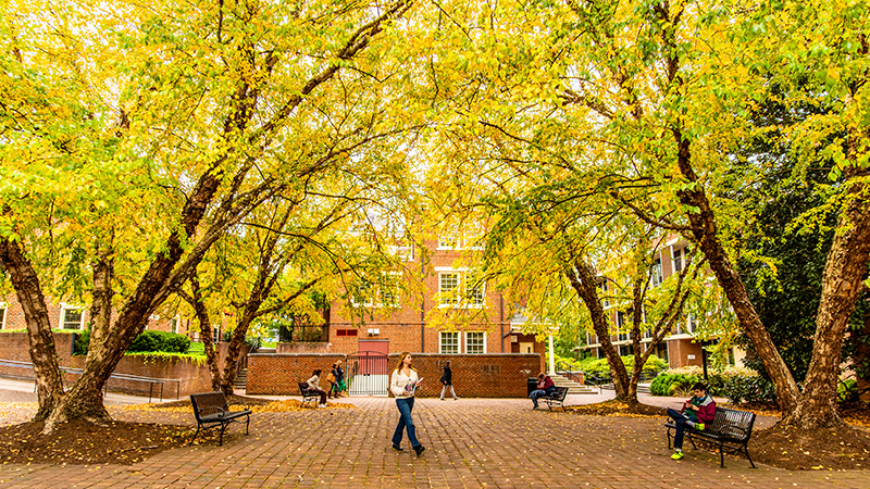 trees in fall foliage colors form an archway over a campus plaza